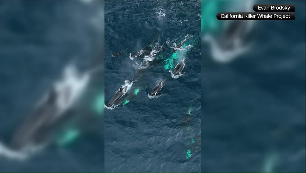 30隻虎鯨海上「開趴」。圖／美聯社、CNN