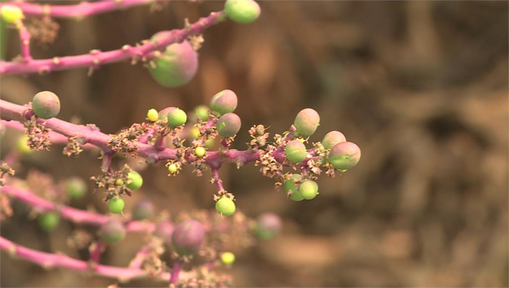 台南久旱芒果變「空包彈」 果農怨產量恐減4成