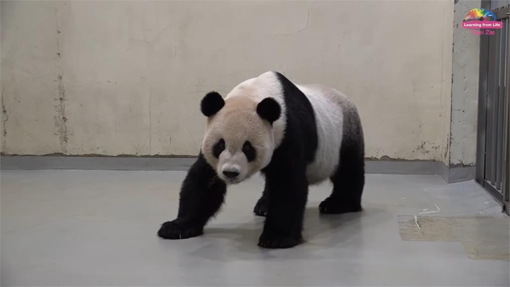 團團「腦部病變」會再回到動物園展示場？館長回應了...