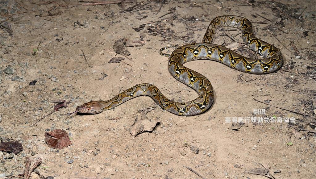 「世界最長蛇」網紋蟒出沒高雄！ 專家憂恐已在南部繁殖