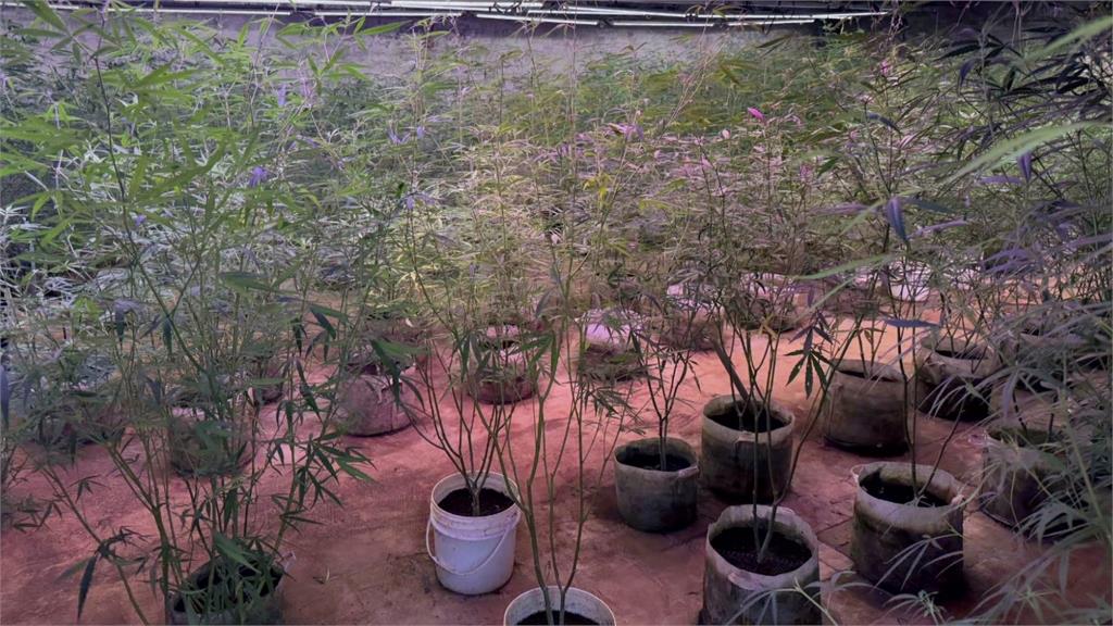 新北石門深山農場藏大麻溫室！ 父子種毒遭警攻堅