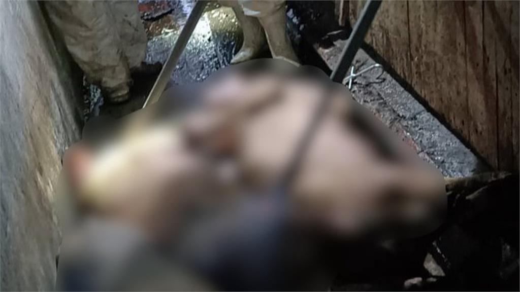 台中非洲豬瘟案涉無照診斷 王姓獸醫佐訊後請回