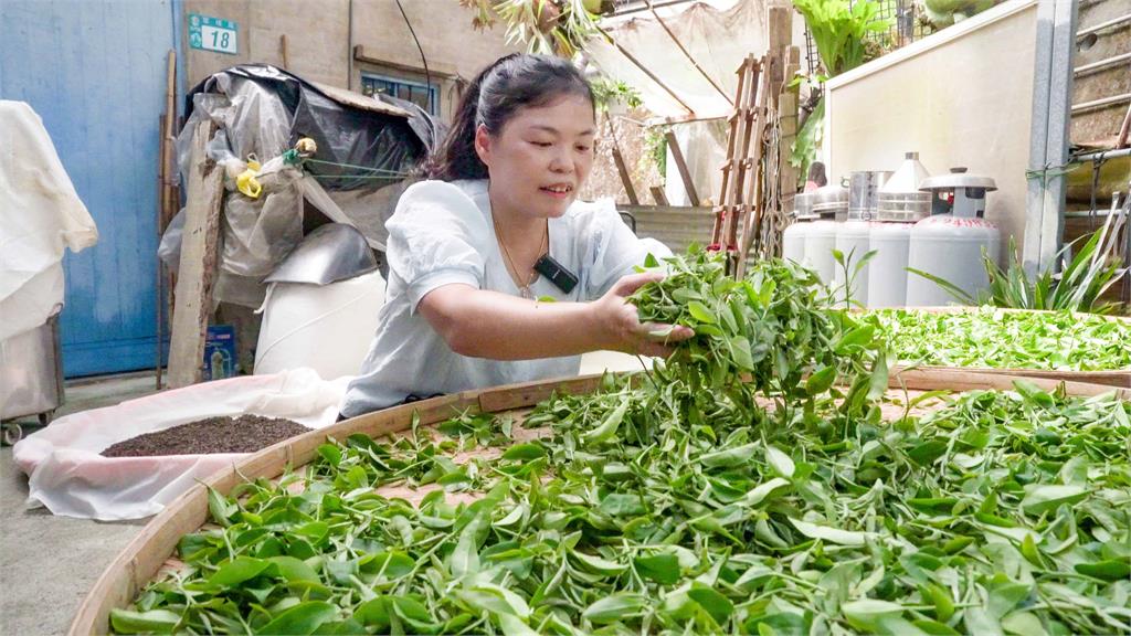 北海風土孕好茶  春品製茶謝秋紅續寫石門茶香