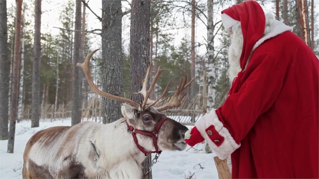 幫聖誕老人拉雪橇的成年馴鹿是母的。圖／翻攝自AP Direct