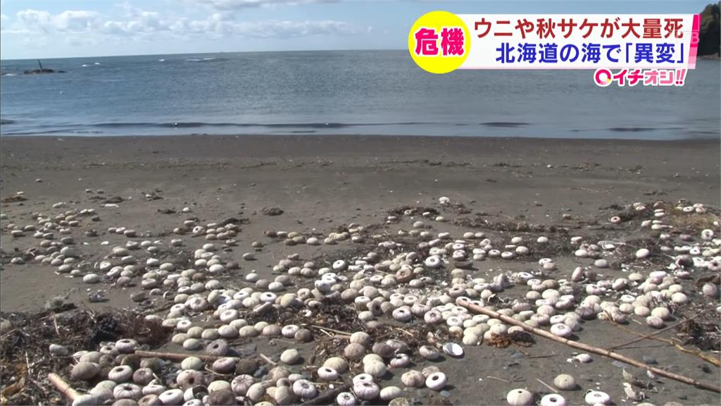 日前北海道的野生海膽突然大量死亡，白色殘骸堆滿沙灘。圖／ 翻攝自YouTube@HTB北海道ニュース