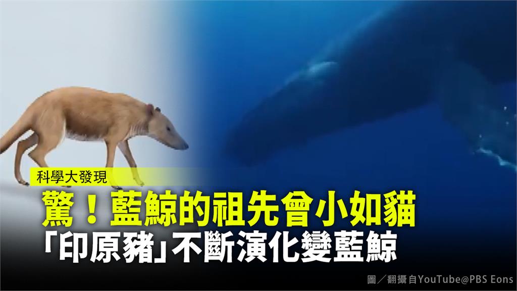藍鯨由「印原豬」演化而成。圖／翻攝自YouTube@PBS Eons
