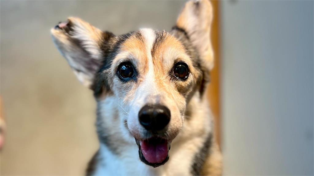 飲料店加盟主虐打柯基引公憤！立委曝狗狗笑容照：狀況平安