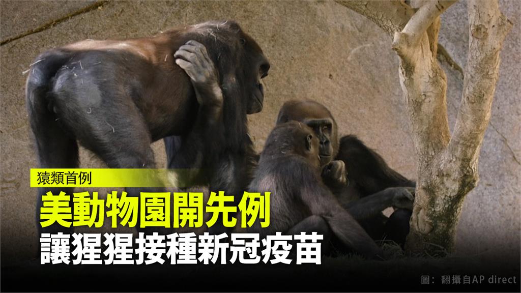 加州聖地牙哥動物園讓園內9隻猩猩接種新冠疫苗。圖：AP（資料畫面）