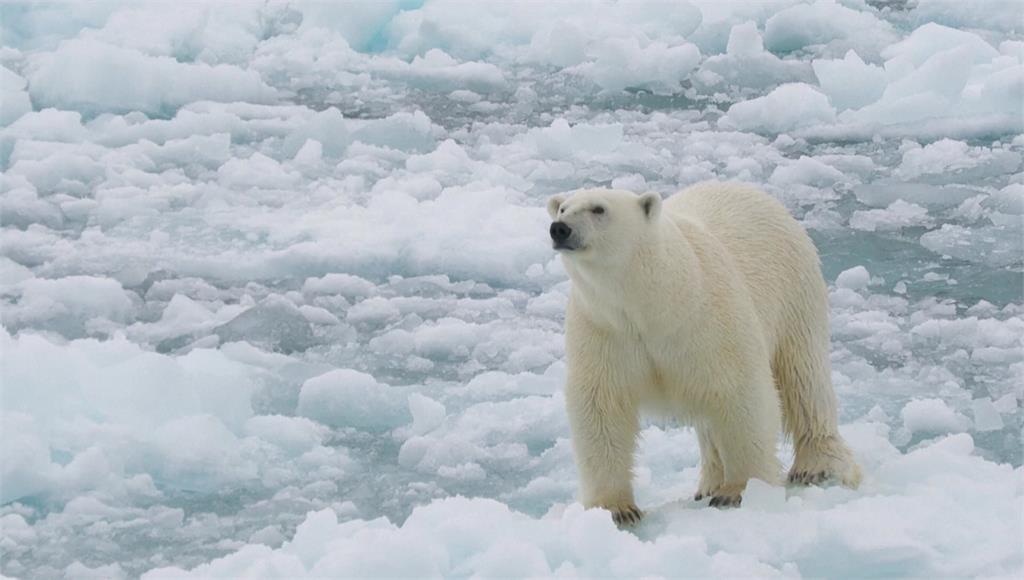 意外！海冰消融「北極熊反變壯」 長胖又健康