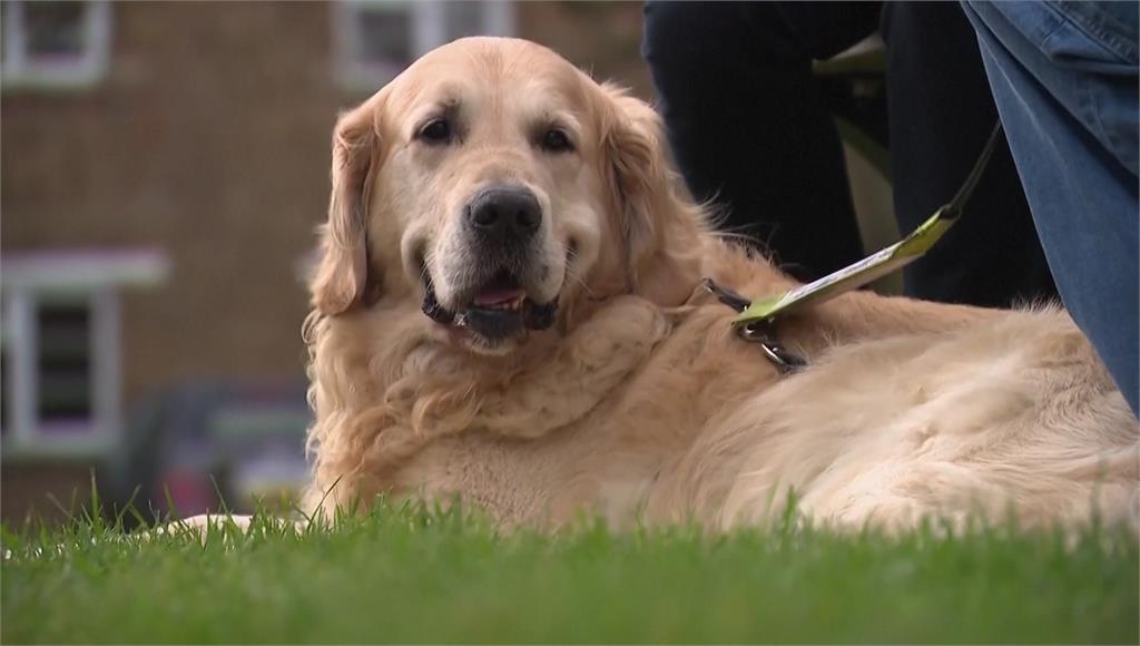 導盲犬界紀錄 9歲黃金獵犬繁殖323隻狗狗