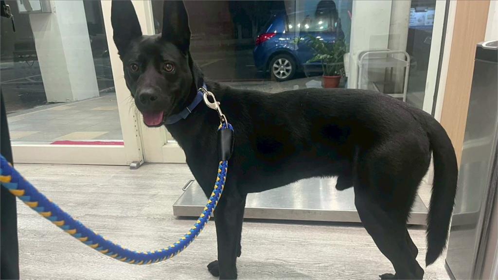 台中梧棲傳虐狗事件！黑狗眼傷、X光未見骨折 議員憂「A狗換B狗」