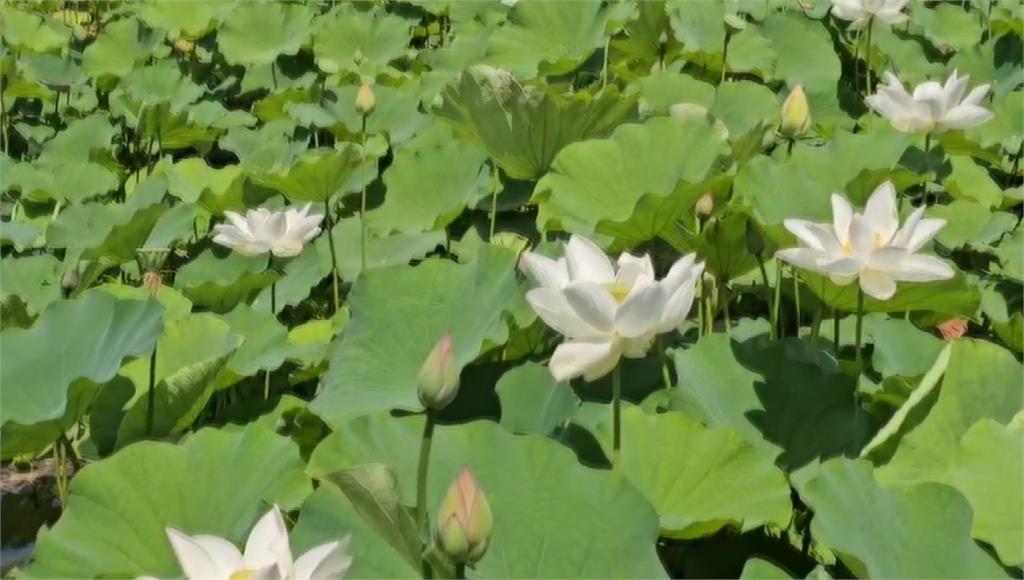 宜蘭有荷花田被人偷摘花，還在花莖上綁錢。圖／台視新聞