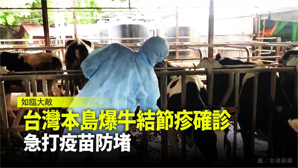 台灣本島爆牛結節疹確診，相關單位急打疫苗防堵。圖／台視新聞
