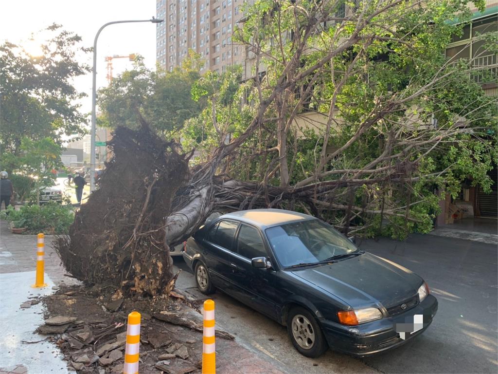 高雄前金區一處路樹，疑似因強勁風勢導致傾倒，1部自小客車輕微受損。圖／台視新聞