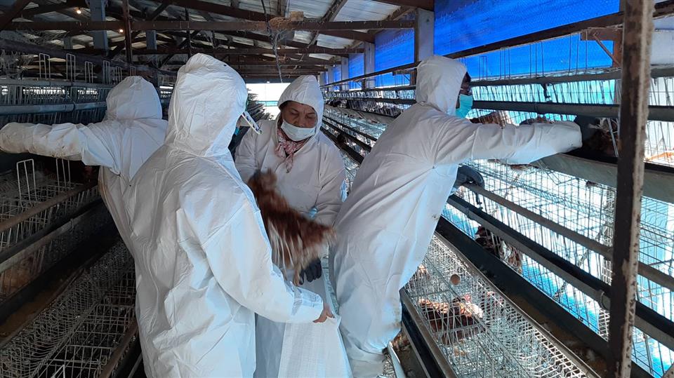 彰化縣竹塘1處蛋雞場感染禽流感，今天已完成撲殺清消工作。圖／彰化縣政府提供