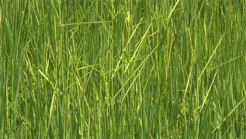 台東縱谷地區有2成水稻染上水稻徒長病。圖／台視新聞