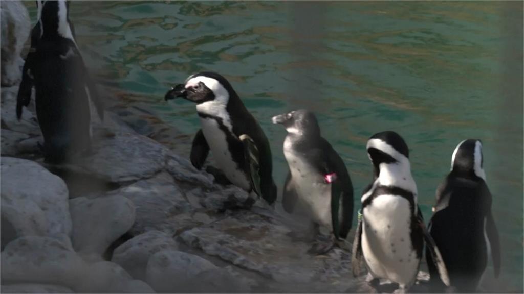 南非保育團體發起「認養企鵝蛋」活動，希望籌募資金，孵化跟養育200顆黑腳企鵝蛋。圖／路透社、CNN