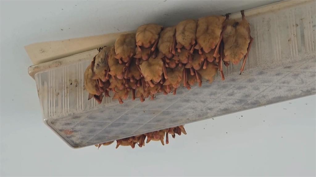 嘉義校園黃金蝙蝠群屋簷下棲息 專家：規模罕見