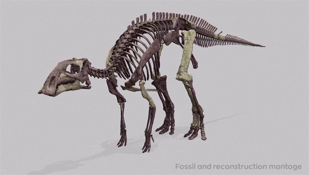 智利發現「鴨嘴龍」化石，透過3D重建一窺牠的原貌。圖／路透社、CNN