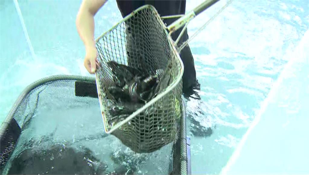 中國禁止台灣的石斑魚進口，對台灣的養殖業影響不小。圖／台視新聞