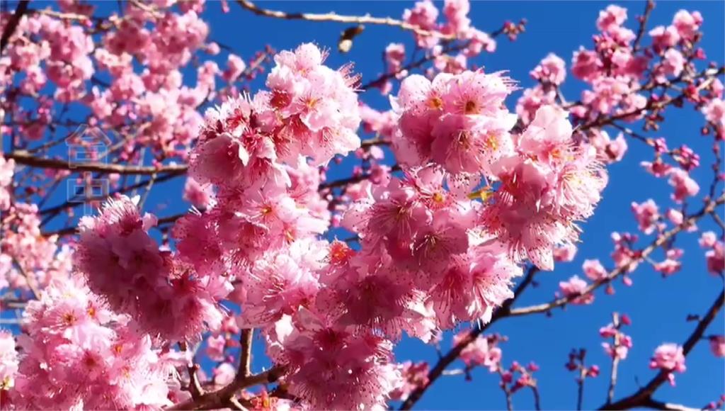 武陵農場櫻花盛開，吸引大批民眾前往賞櫻。圖：台視新聞