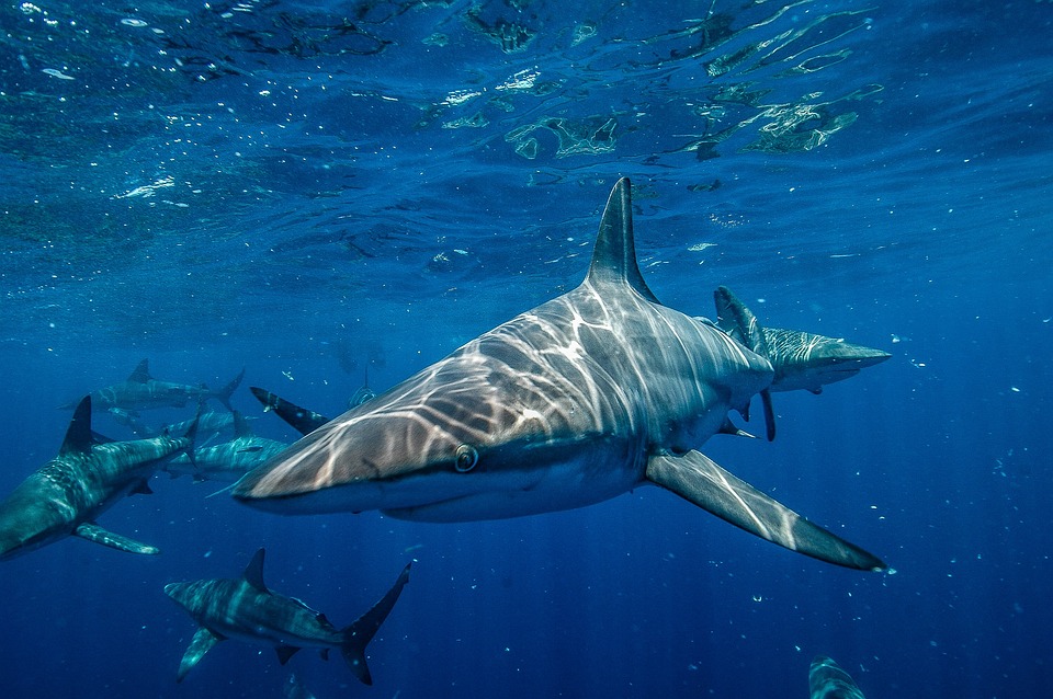 澳洲男度假卻遭鯊魚咬死。示意圖／翻攝自免費圖庫Pixabay