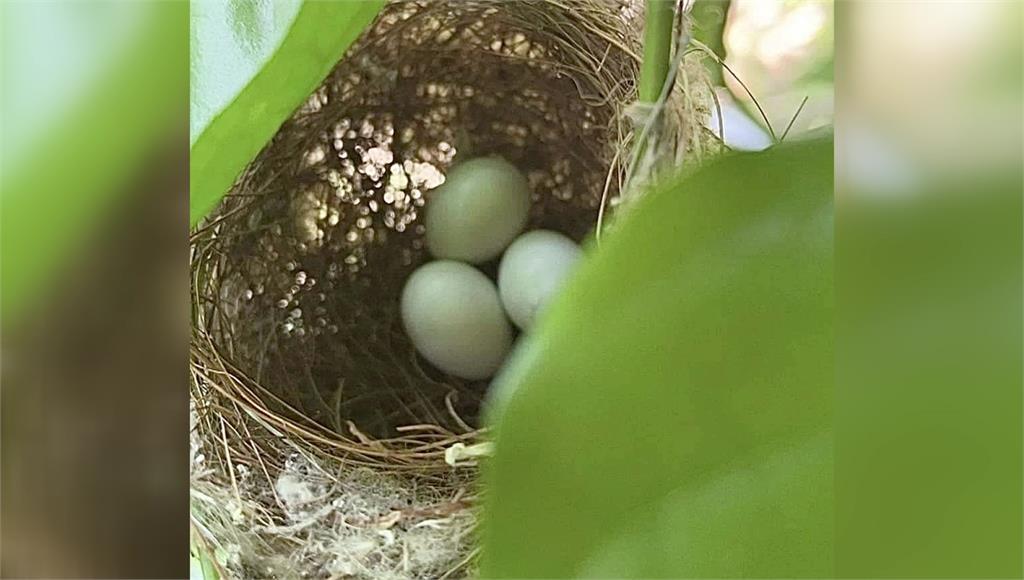 鳳林國中的樹上有鳥兒築巢，並生下3顆蛋，沒想到會考放榜真的有3名學生3入取第1志願。圖／台視新聞