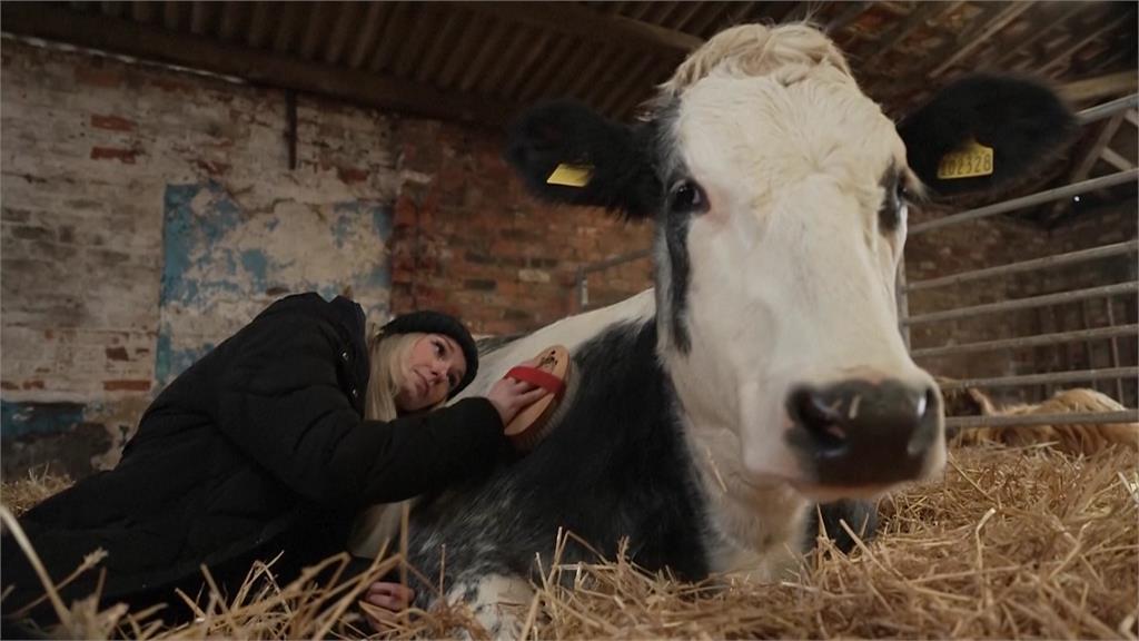 英國最近流行起一種特別的紓壓方式，就是到農場抱著乳牛。圖／美聯社