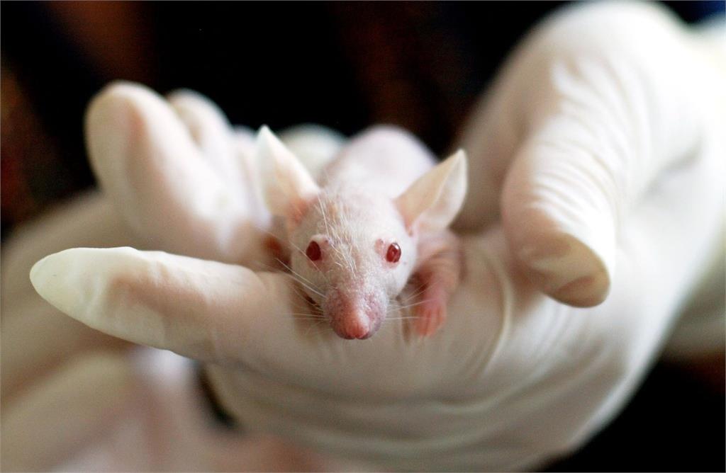日本生物家利用雄性老鼠細胞製作出卵子，成功誕下7隻小鼠。示意圖／翻攝自Pixabay（非當事畫面）