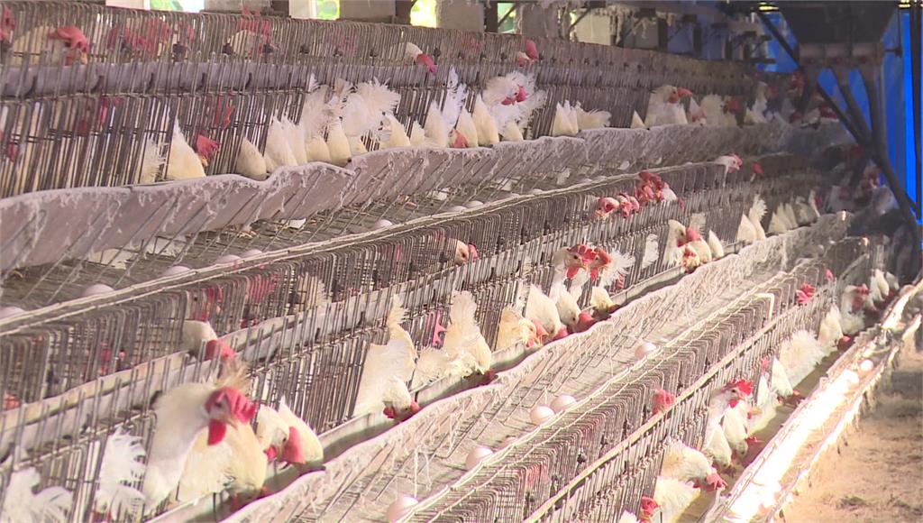 禽流感來勢洶洶，造成全球家禽產業和雞蛋產量受到重大影響。圖／台視新聞（資料畫面，非當事畫面）