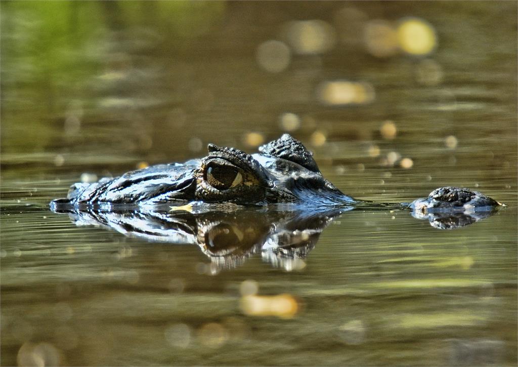 颶風伊恩侵襲佛州後，淹水的街道驚見鱷魚。圖／翻攝自Pixabay（示意圖）