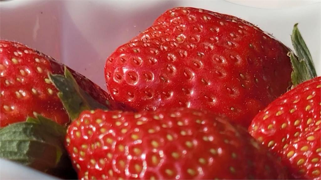 今年受到氣候影響，草莓採收期較去年延後。圖／台視新聞