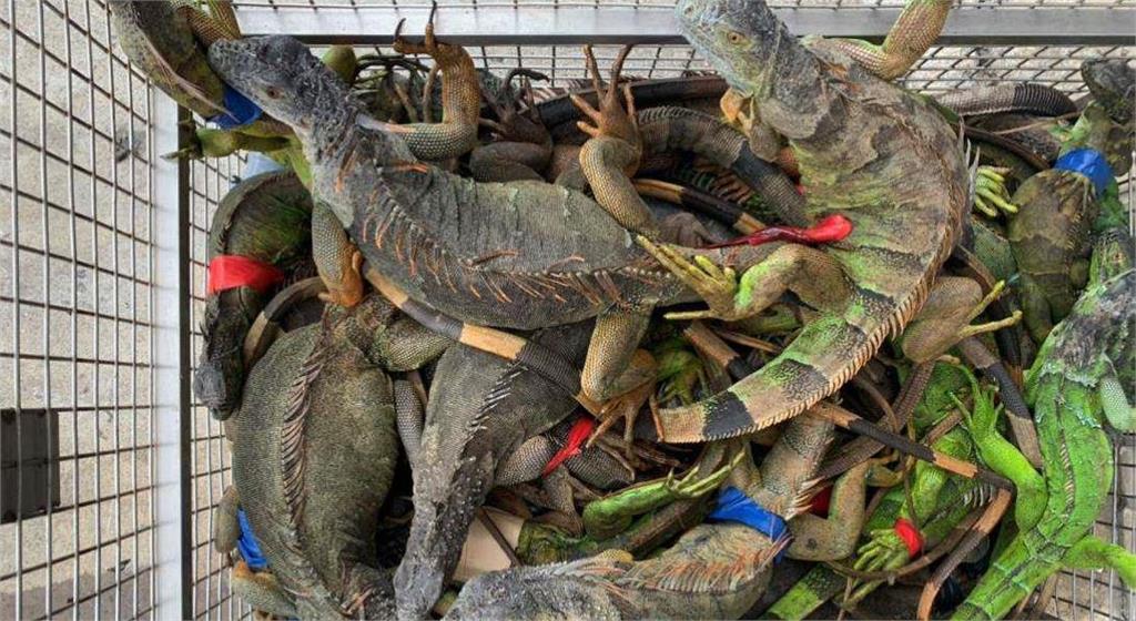 屏東縣2019年迄今已移除破5萬隻綠鬣蜥。圖／屏東縣政府提供