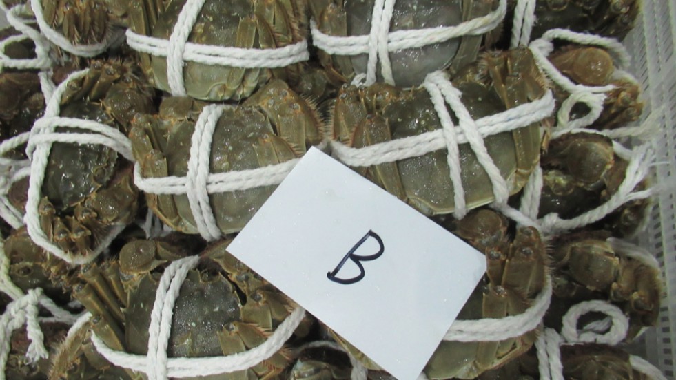 中國「大閘蟹」驗出禁藥 邊境攔截近4千公斤