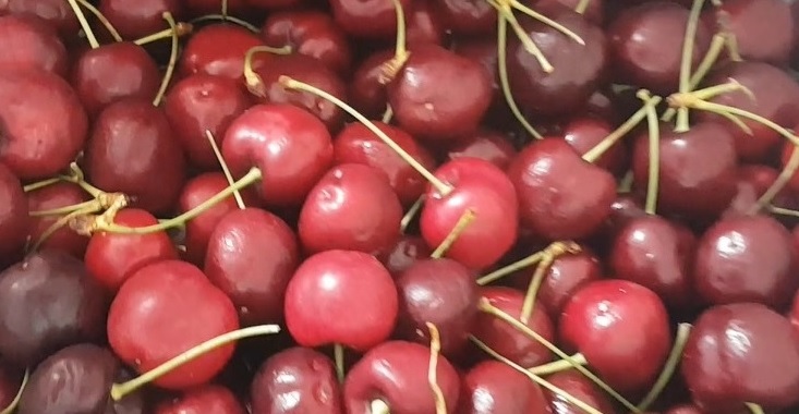 美國出口「鮮櫻桃」檢出農藥殘留含量不符規定。圖／食藥署提供