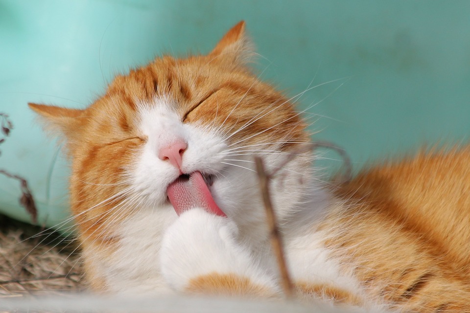 研究顯示，愛貓人士易受貓的反差吸引。圖／翻攝自Pixabay