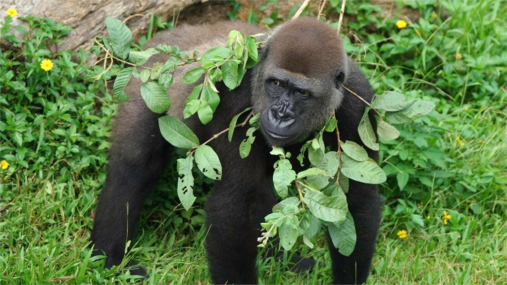 金剛猩猩會先各自蒐集食物，再找個不被打擾的位子先啃樹皮再吃樹葉。圖／台北市立動物園提供