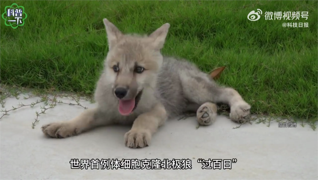 中國展示全球首隻「人工複製北極狼」。圖／翻攝自微博