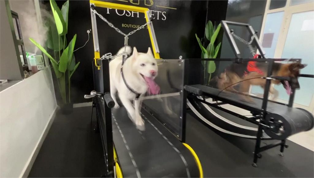 阿聯阿布達比新開幕一家「寵物健身房」，大受飼主歡迎。圖／路透社