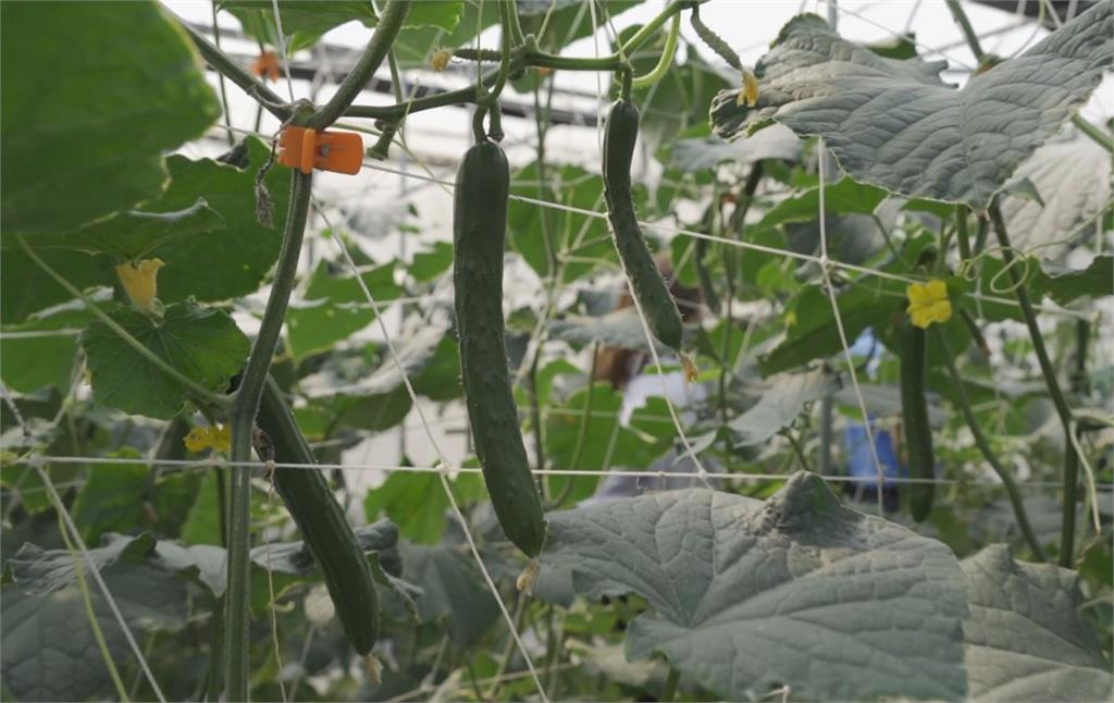 嘉義青農用智慧科技栽種小黃瓜，奪百萬獎金。圖／台視新聞
