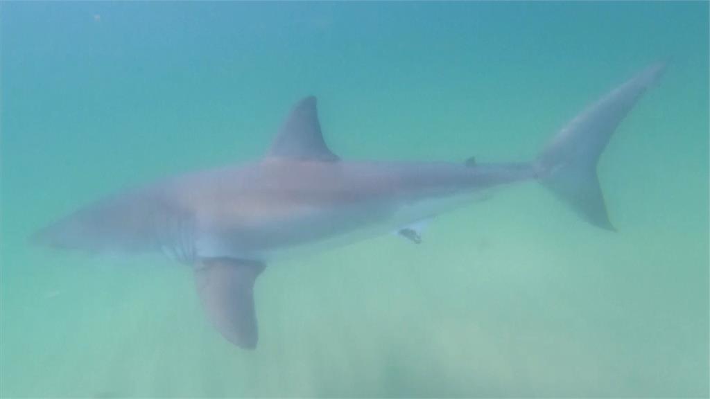 美國麻州鱈魚角常有大批鯊魚出沒。圖／翻攝自AP Direct