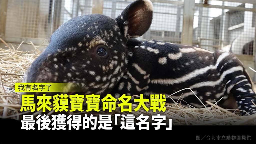 馬來貘寶寶名字出爐，叫「貘花豆」。圖／台北市立動物園提供