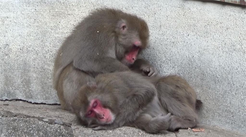 日「女猴王」 陷三角戀糾葛。圖／翻攝自Youtube@高崎山自然動物園