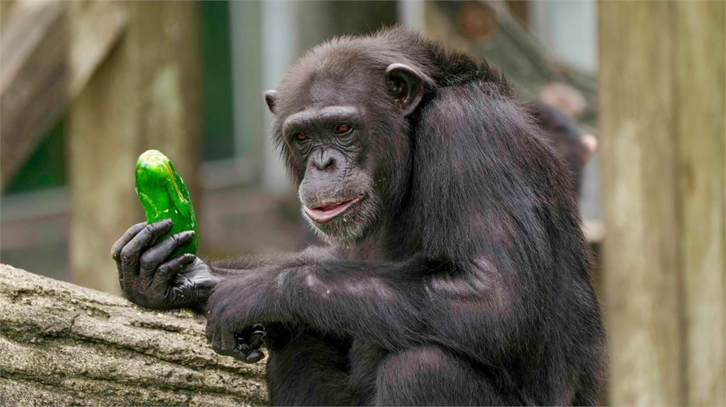 把黑猩猩惹毛了，小心牠會用食物攻擊。圖／台北市立動物園提供