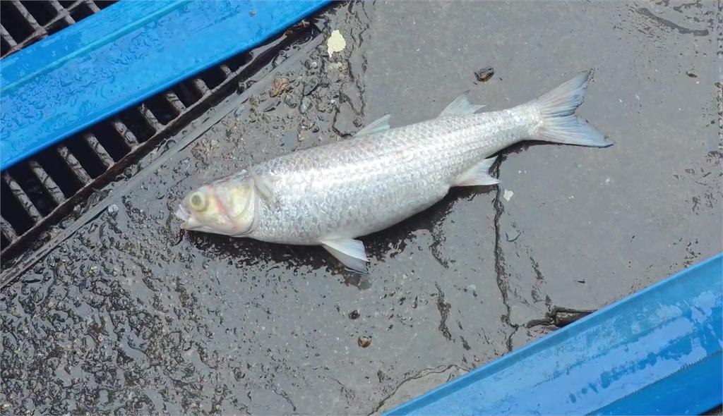 滿潮+颱風環流 基隆市區海水倒灌「魚兒游上街」