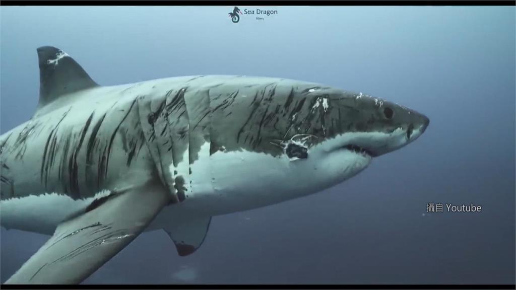 地表最強「鯊魚」 全身布滿傷痕稱霸海洋