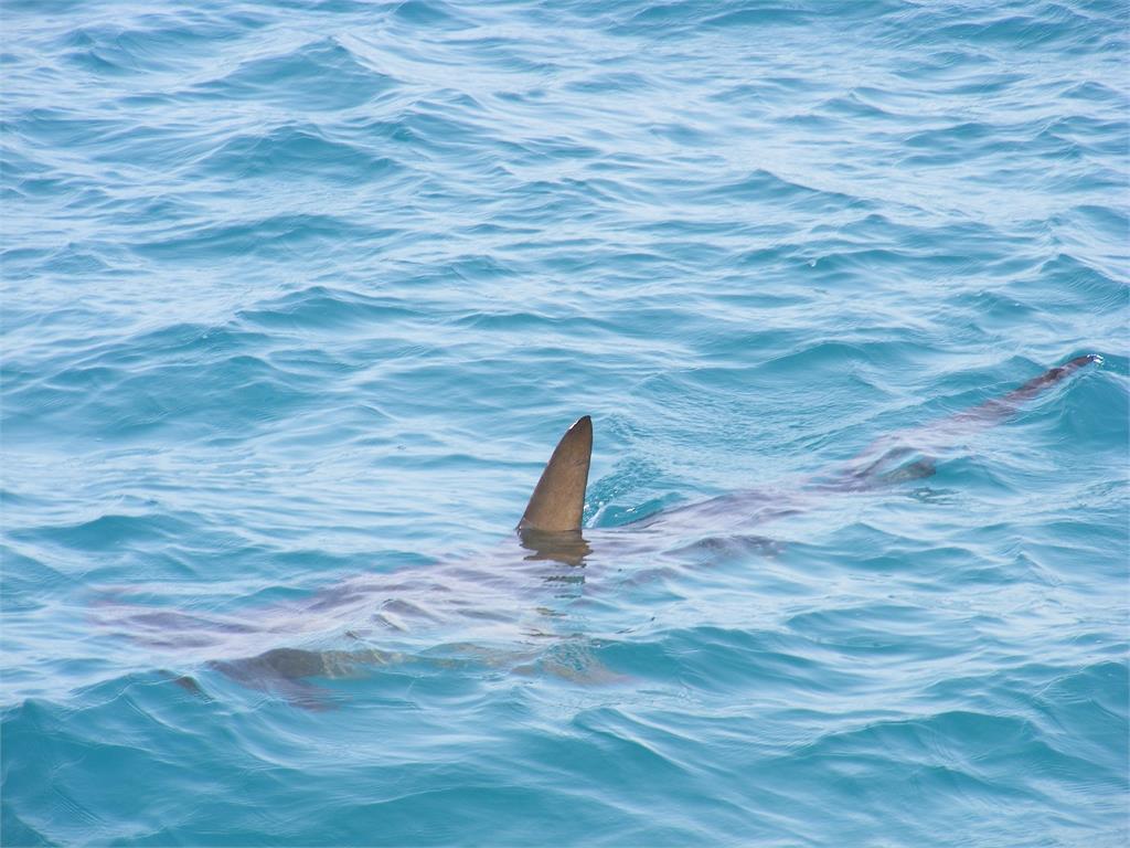 美國近日發生鯊魚攻擊事件。示意圖／翻攝自Pixabay（非當事畫面）