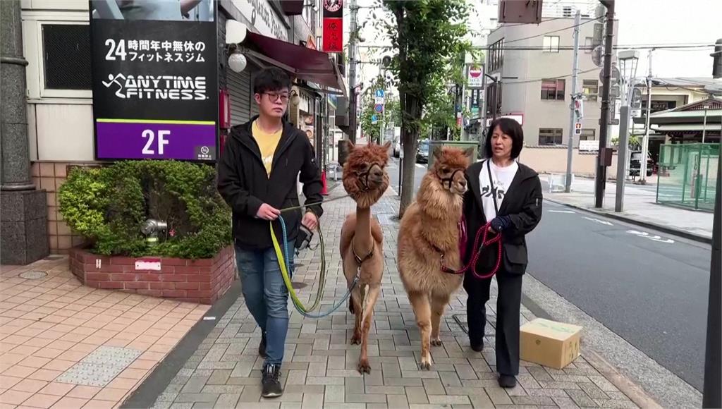 東京羊駝逛大街。圖／路透社