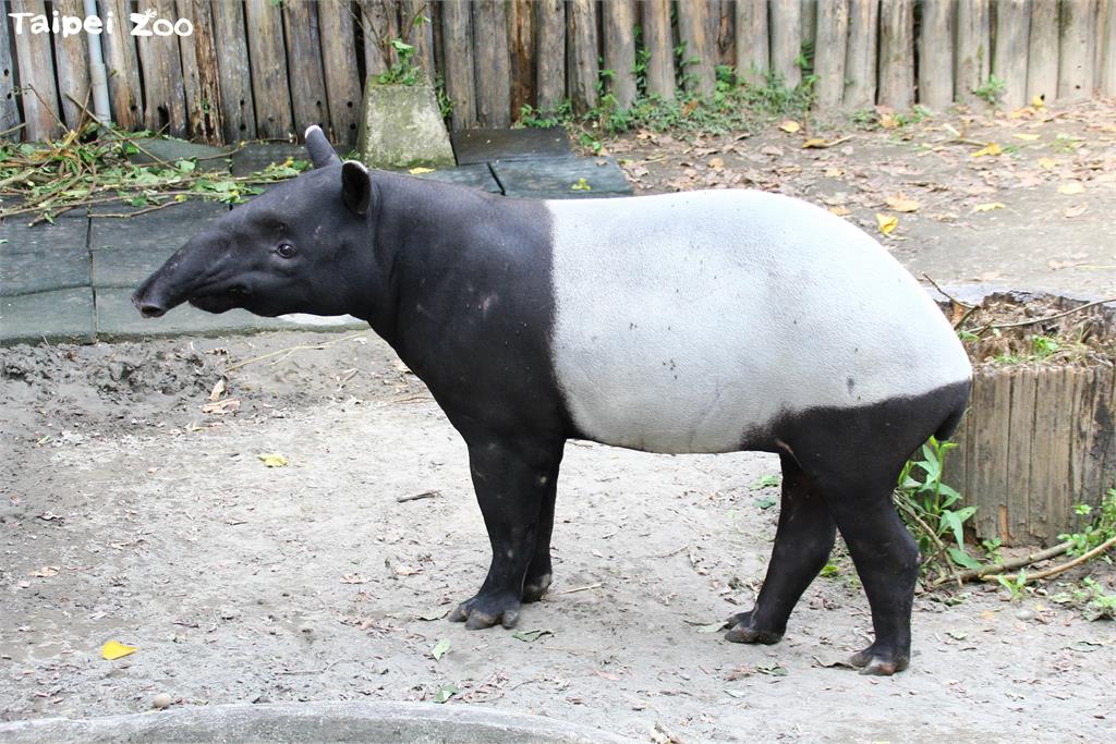 馬來貘「貘克」。圖／台北市立動物園提供
