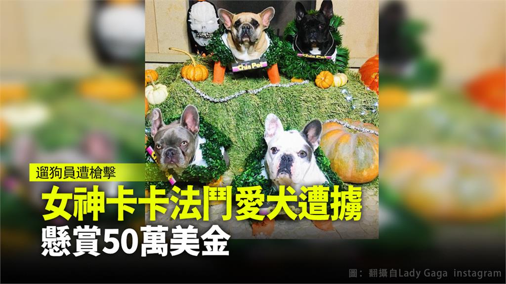  女神卡卡法鬥愛犬遭擄  懸賞50萬美金